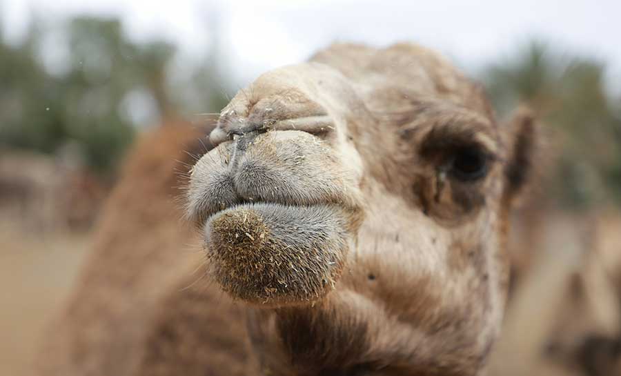 Limestone coast boat tours
